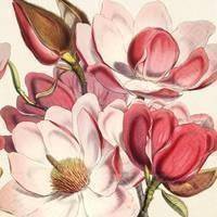 Lautasliina Magnolia roosa, Sköna Ting