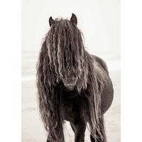 Juliste Wild black horse 50x70, Love Warriors