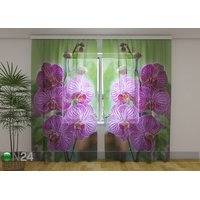 Sifonki-kuvaverho BABYLON ORCHID 240x220 cm, Wellmira