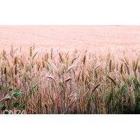 Itsekiinnityvä kuvatapetti Wheat Field, ED