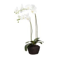 Flora orchid H76 cm, Lene Bjerre