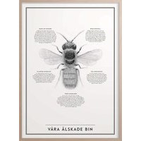 Våra älskade bin Poster 30x40 cm, Kunskapstavlan