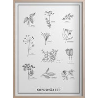 Kryddväxter Poster 30x40 cm, Kunskapstavlan