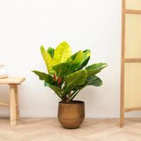 Philodendron Moonlight 120 cm