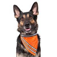 Globus Sport - Heijastava huivi koiralle - oranssi (35-50 cm)