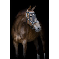 HorseGuard Madison Halter - Black (PONY)